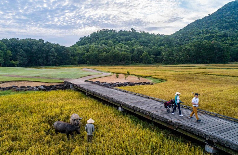 Discovering golden paddy fields in northern region this autumn