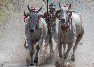 Những màn tranh tài đua bò kịch tính trên bùn lầy ở An Giang
