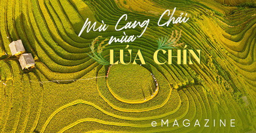 Cảnh sắc mùa lúa chín Mù Cang Chải đẹp nao lòng du khách