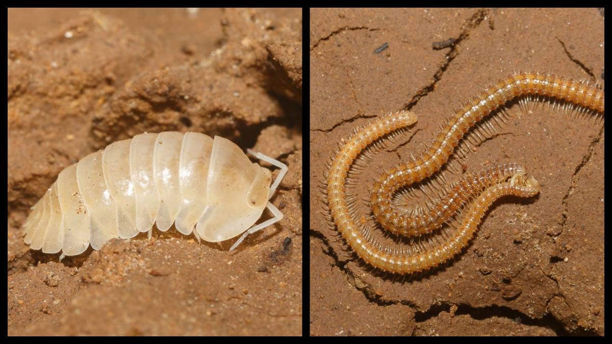 10 reasons why son doong cave is one of the world s great wonders picture 7