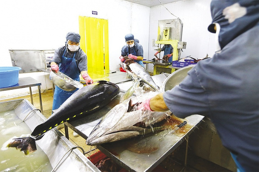 Vietnam’s seafood exporters suffering with euro fluctuation