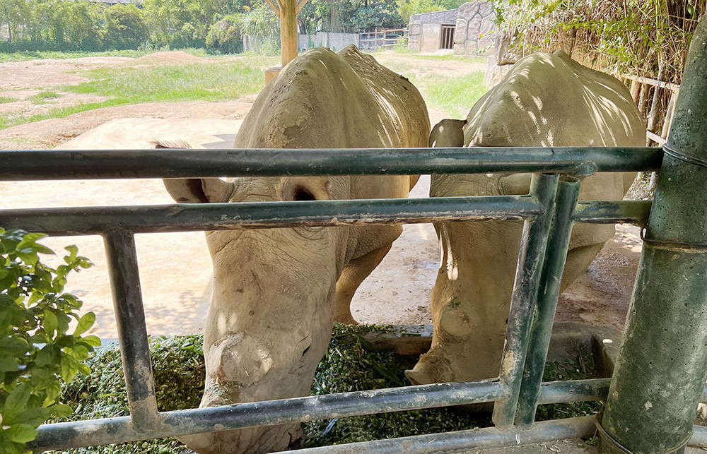Công an điều tra 6 con tê giác chết bất thường ở Nghệ An