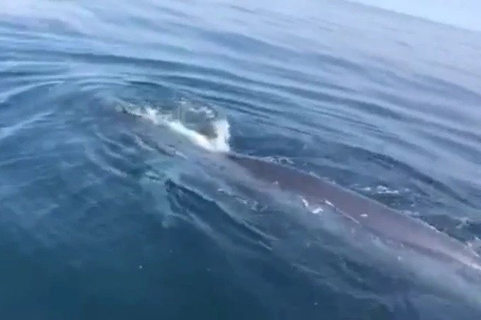 Cá voi dài 10 mét bất ngờ xuất hiện ở vùng biển Thanh Hóa