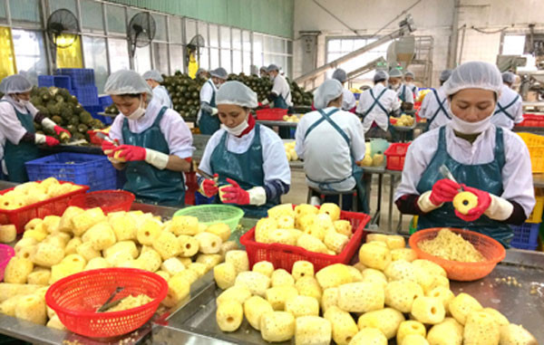 Deep processing to develop the local agricultural products