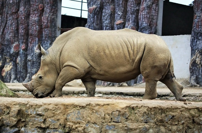 Police investigate sudden deaths of six rhinos in Nghe An