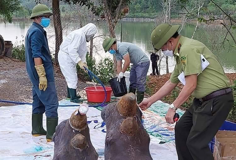 Sáu con tê giác chết bất thường được tiêu huỷ phần thân, giữ lại đầu