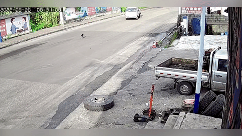 Tránh chú chó qua đường, xe tải mất lái tông loạn xạ lên vỉa hè