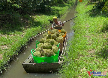 Trade fraud in fruit exports will harm entry to Chinese market