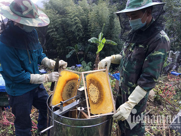 Taxed 10 times higher than honey exports from India, Vietnamese honey cannot compete in US