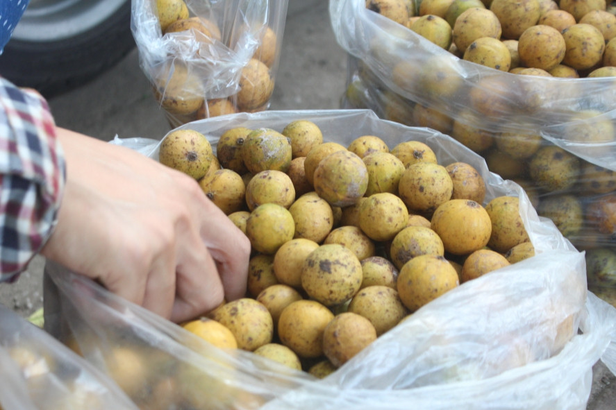 Sấu chín cuối vụ đắt gấp 3 lần vẫn được nhiều người săn lùng - Ảnh 1.