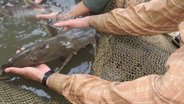  Loại cá xưa chỉ dùng để tiến vua, giờ là đặc sản có giá tới 650.000 đồng/kg  - Ảnh 3.