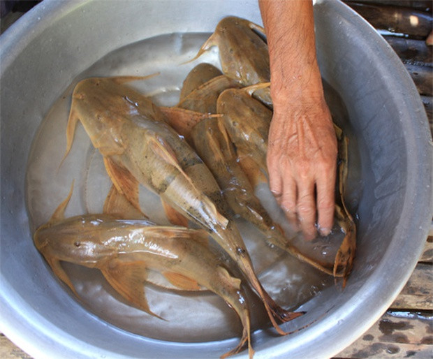 Loại cá xưa chỉ dùng để tiến vua, giờ là đặc sản có giá tới 650.000 đồng/kg  - Ảnh 1.