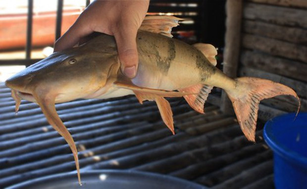 Loại cá xưa chỉ dùng để tiến vua, giờ là đặc sản có giá tới 650.000 đồng/kg  - Ảnh 2.