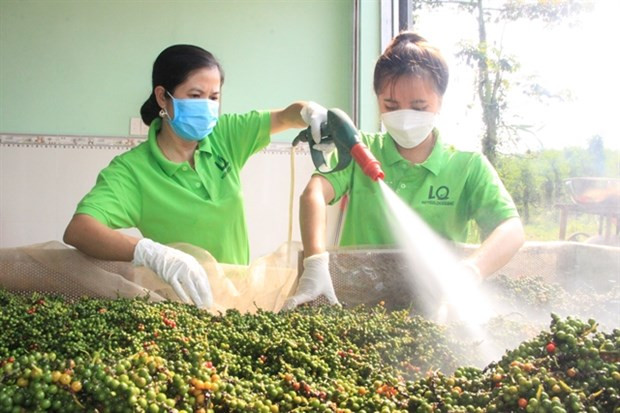 Untapped opportunities for Vietnamese pepper exports to UK hinh anh 1