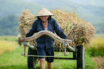 Bộ trưởng Lê Minh Hoan: 3,8 triệu ha lúa là quy hoạch mở, không đóng khung