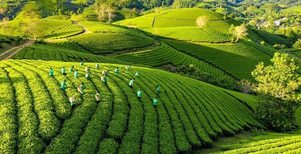 Action plan to promote green growth in agriculture hinh anh 1