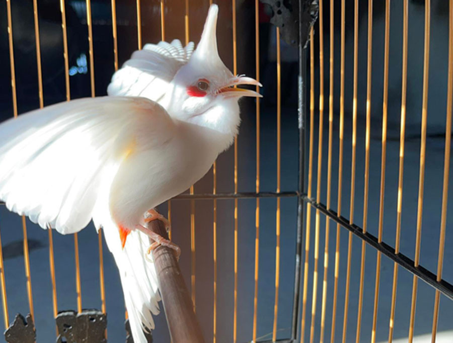 Bật mí cách luyện chim chào mào tập hót – Chim Cảnh Việt