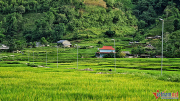 Dự án trồng sâm Lai Châu góp phần chuyển đổi cơ cấu cây trồng kém hiệu quả