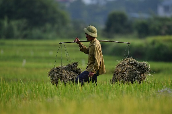 Trung Quốc giảm mạnh nhập khẩu gạo nếp Việt