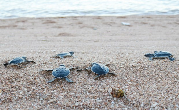 Close to 123,000 sea turtles released back to sea hinh anh 1