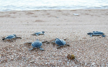 Close to 123,000 sea turtles released back to sea