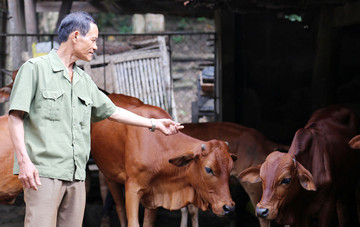 Người đàn ông hoàn lương, về quê trồng cây, chăn bò thu 300 triệu/năm