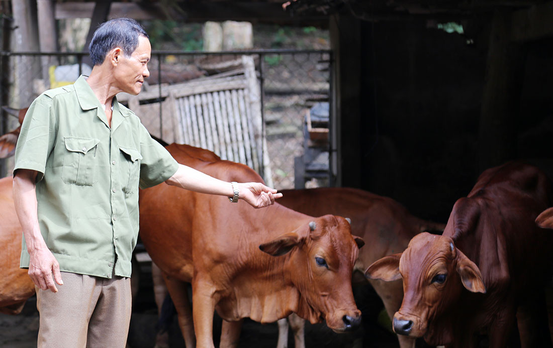 Người đàn ông hoàn lương, về quê trồng cây, chăn bò thu 300 triệu/năm