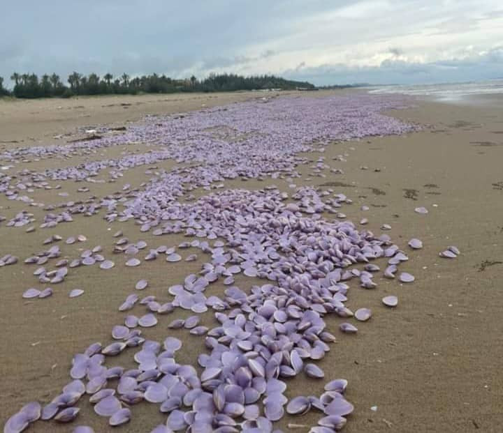 Hàng chục tấn ngao giấy dạt đầy bờ biển ở Nam Định