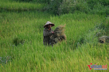 China imports less glutinous rice from Vietnam