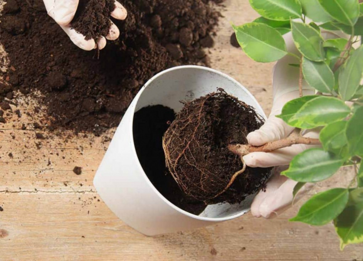 cach trong cac loai thao moc tren be cua so trong nha hinh anh 6