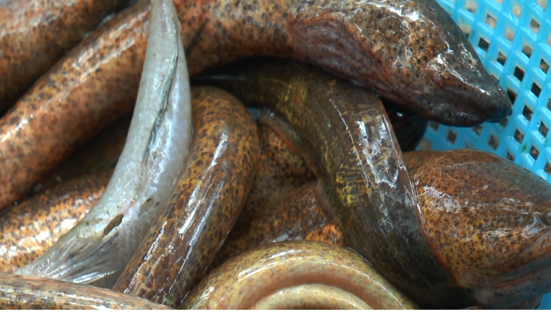 Độc đáo nghề cắm câu lịch ở Cà Mau ảnh 8