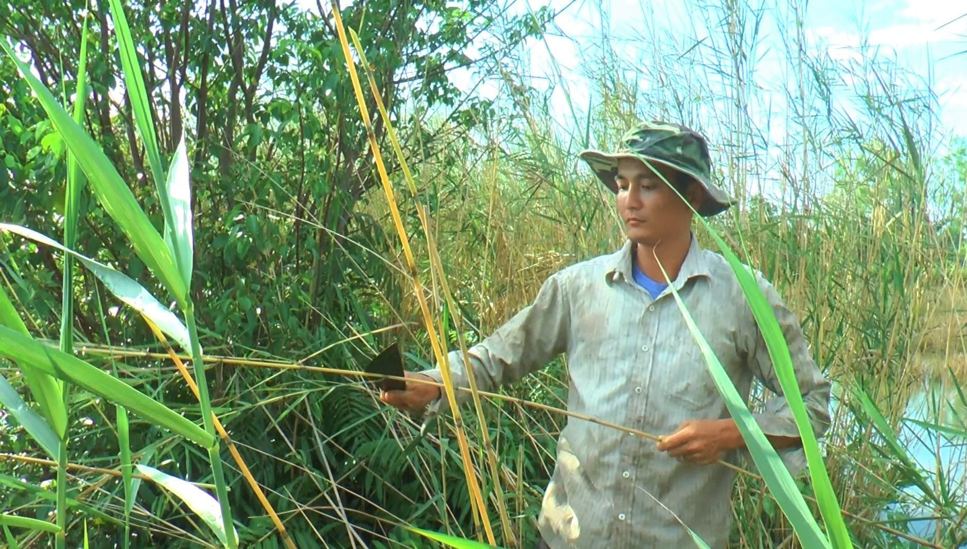 Độc đáo nghề cắm câu lịch ở Cà Mau ảnh 1