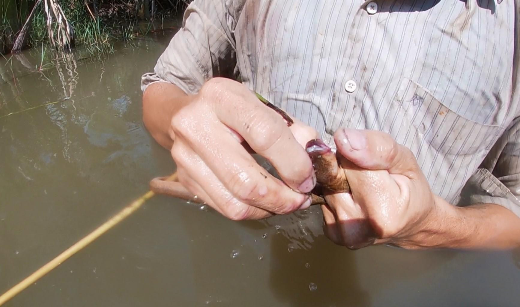 Độc đáo nghề cắm câu lịch ở Cà Mau ảnh 7