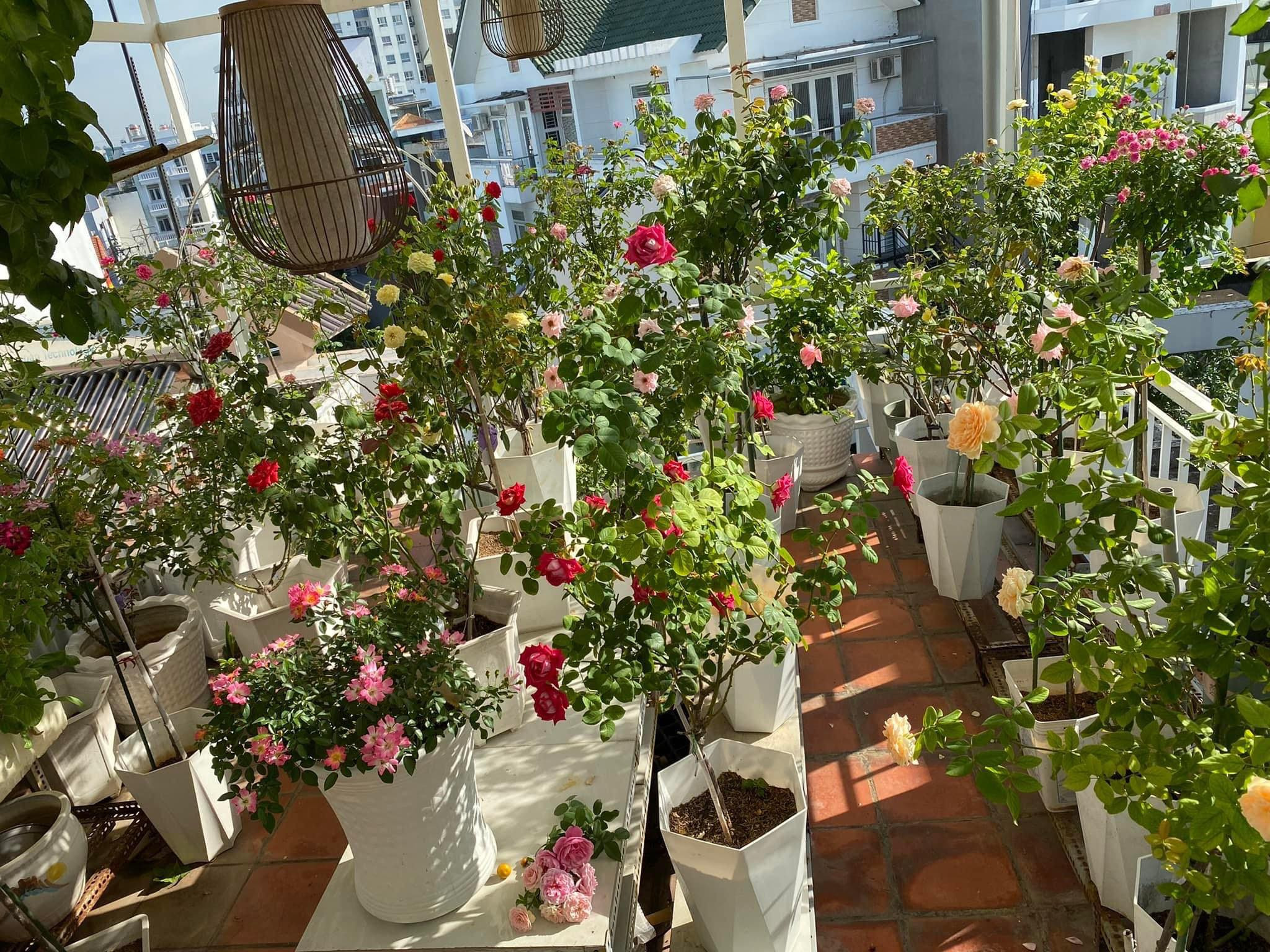 Mẹ đảm ở TPHCM trồng 70 gốc hồng làm góc thư giãn trên sân thượng