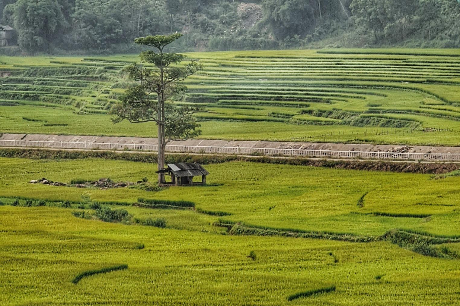 Tây Bắc đẹp mê hoặc độ sang thu