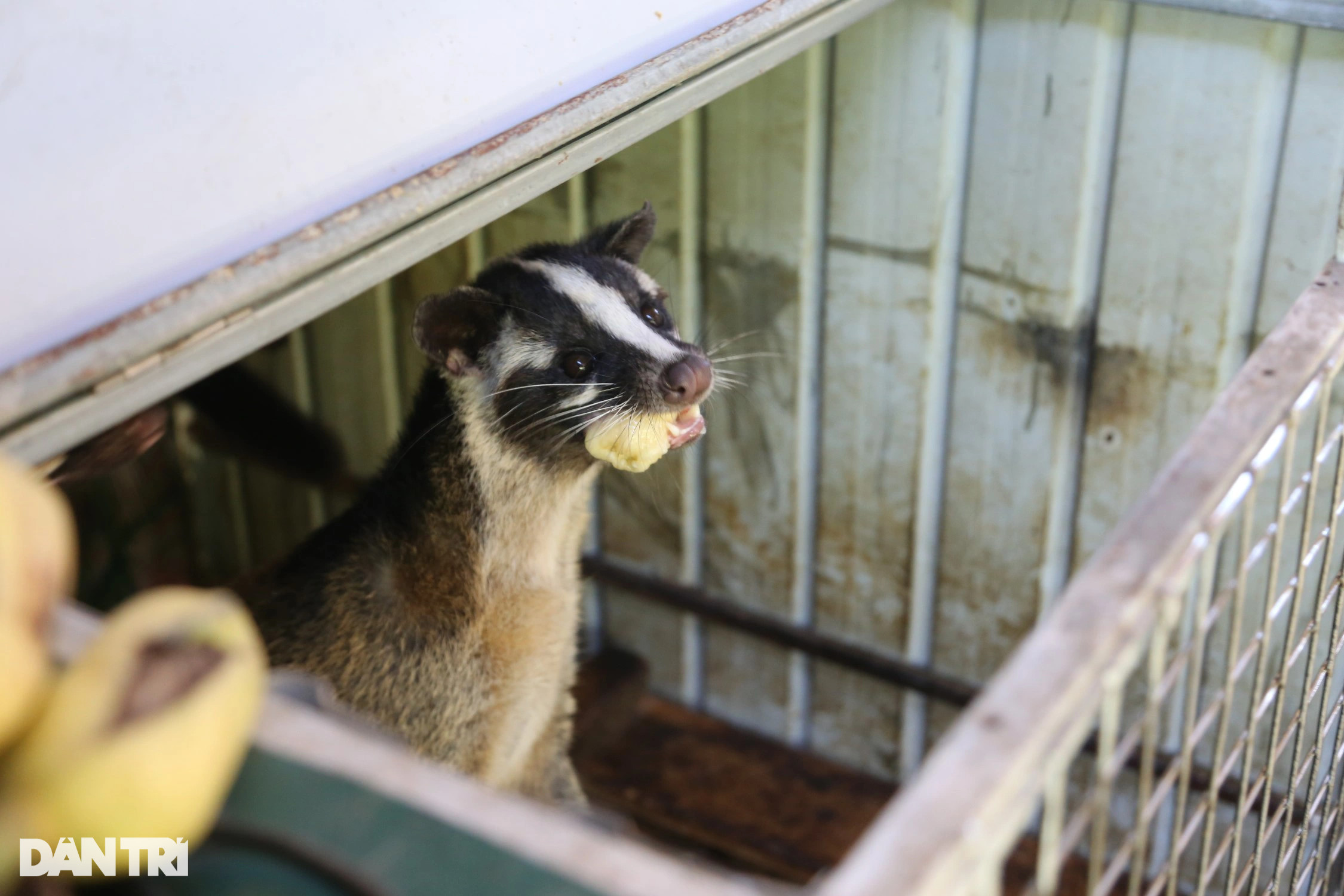 Thu nhập cao bất ngờ từ loài vật được săn lùng ráo riết - 1