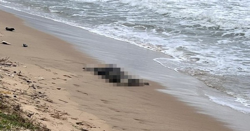 Seven found dead off Phu Quoc Island