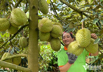 Vietnamese fruit exporters enter world’s largest durian market