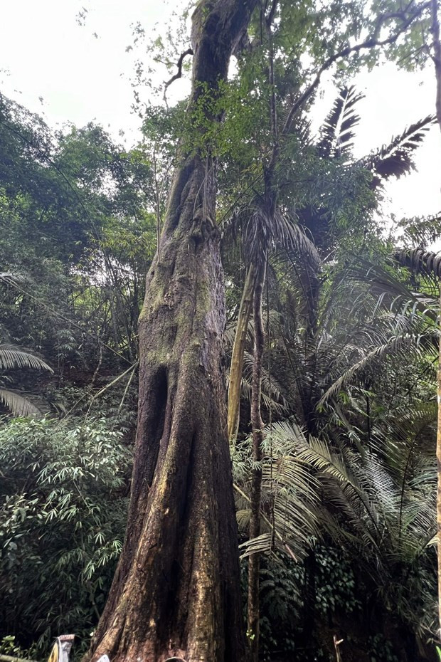 Shan Tuyet tea, valuable timber plants named ‘Vietnam Heritage Trees’