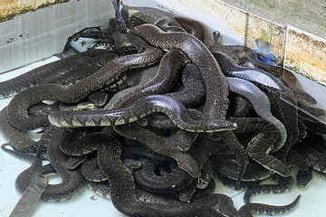 Nuôi cả trăm con rắn quấn nhau trong bể xi măng, thu lãi lớn