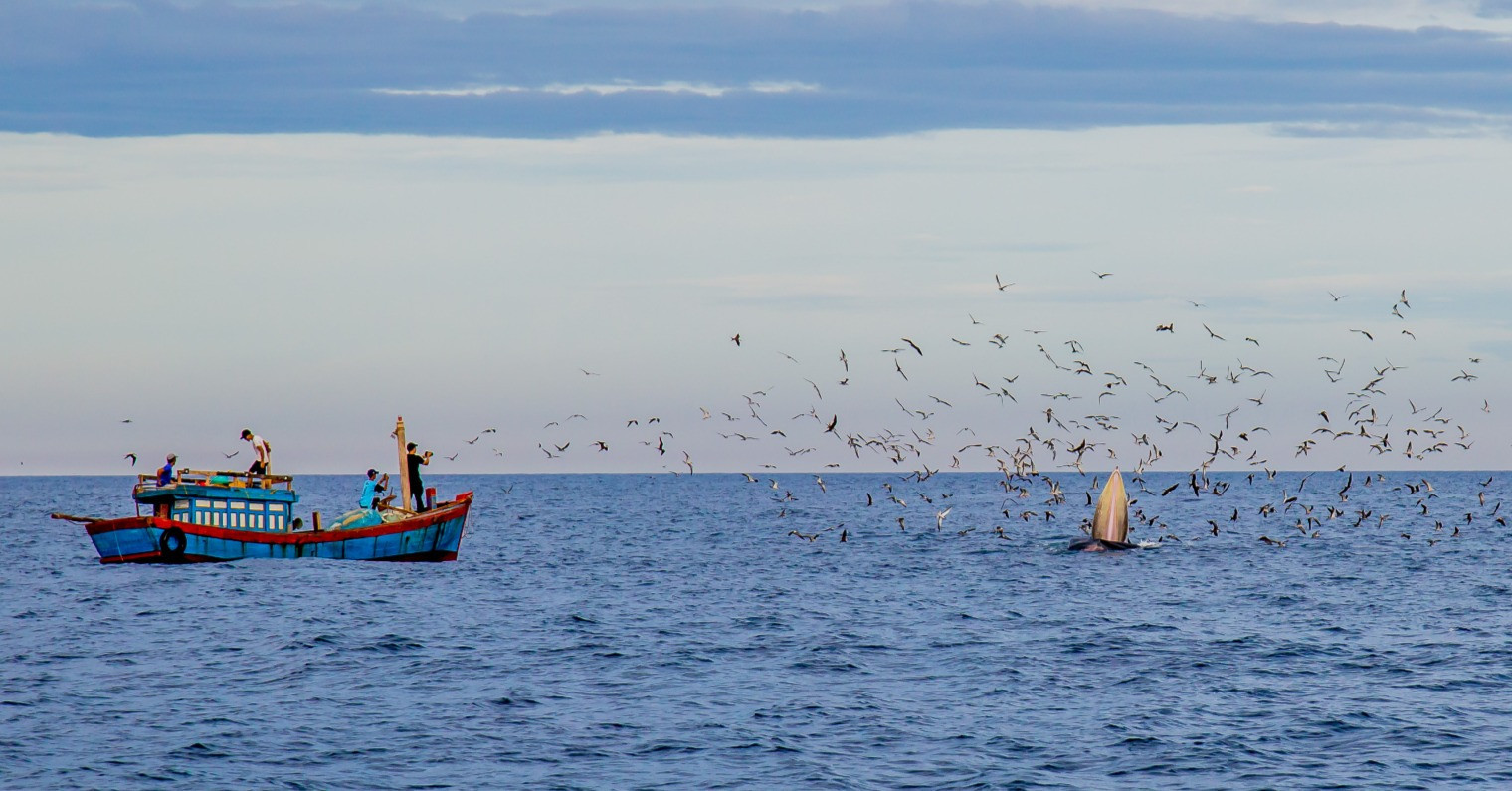 Whale watching cruises in De Gi sea on the upswing, raising concerns