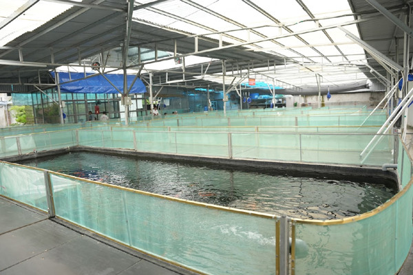 Ishi Koi Farm - điểm hẹn của những người đam mê cá Koi