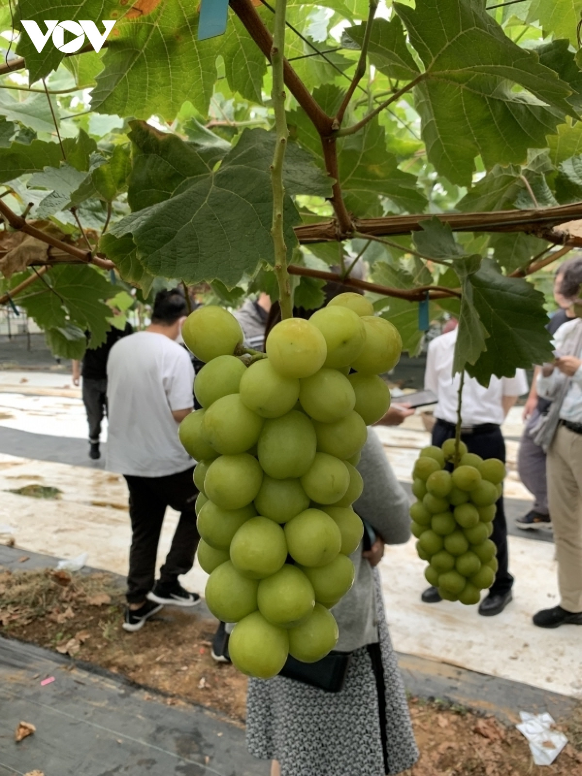 nho sua o trung quoc khong con la loai hoa qua quy toc hinh anh 3
