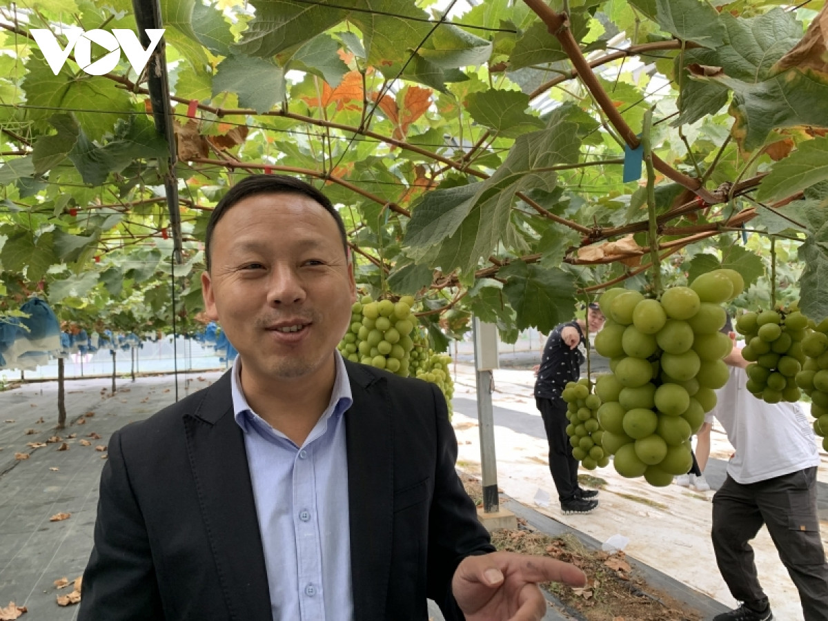 nho sua o trung quoc khong con la loai hoa qua quy toc hinh anh 2