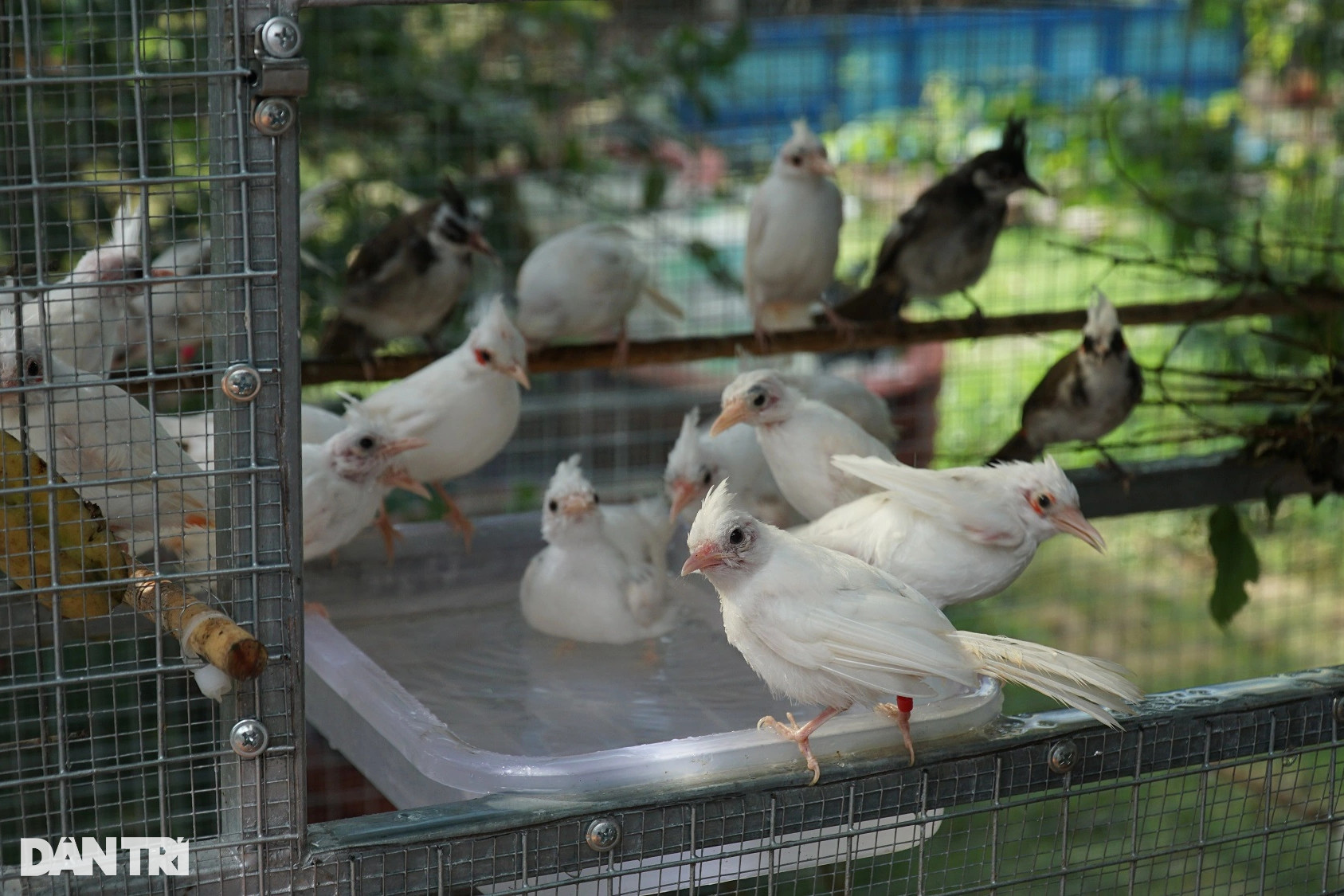 Nuôi chim đột biến giá đến cả trăm triệu đồng/con, mỗi năm đút túi hơn 3 tỷ - 1