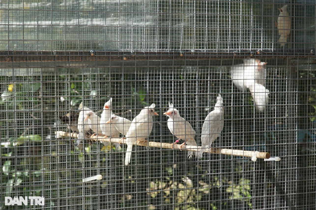 Nuôi chim đột biến giá đến cả trăm triệu đồng/con, mỗi năm đút túi hơn 3 tỷ - 2