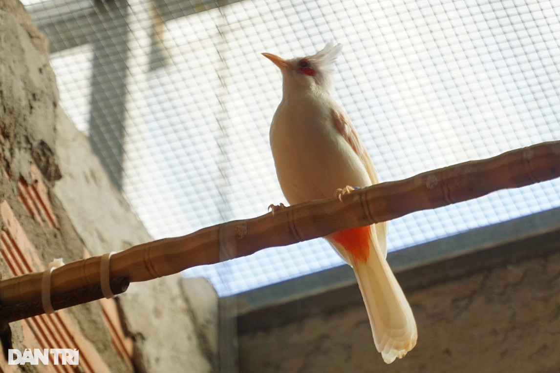 Nuôi chim đột biến giá đến cả trăm triệu đồng/con, mỗi năm đút túi hơn 3 tỷ - 5