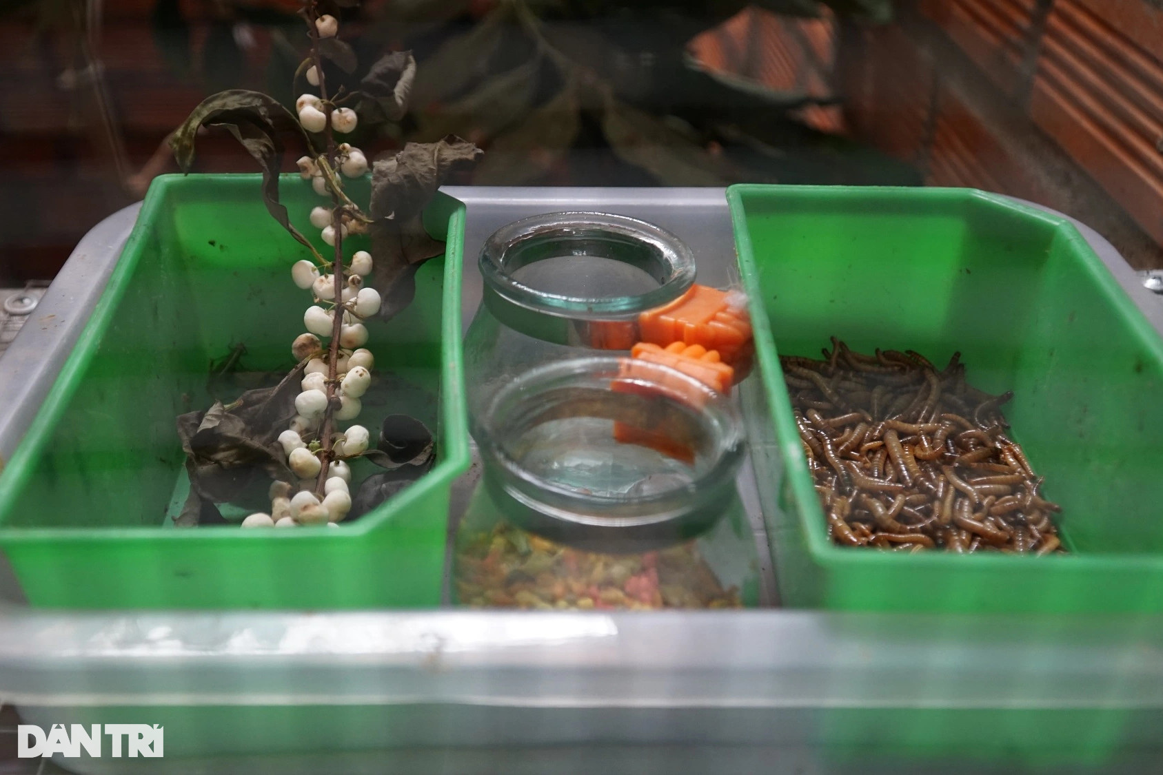 Nuôi chim đột biến giá đến cả trăm triệu đồng/con, mỗi năm đút túi hơn 3 tỷ - 4