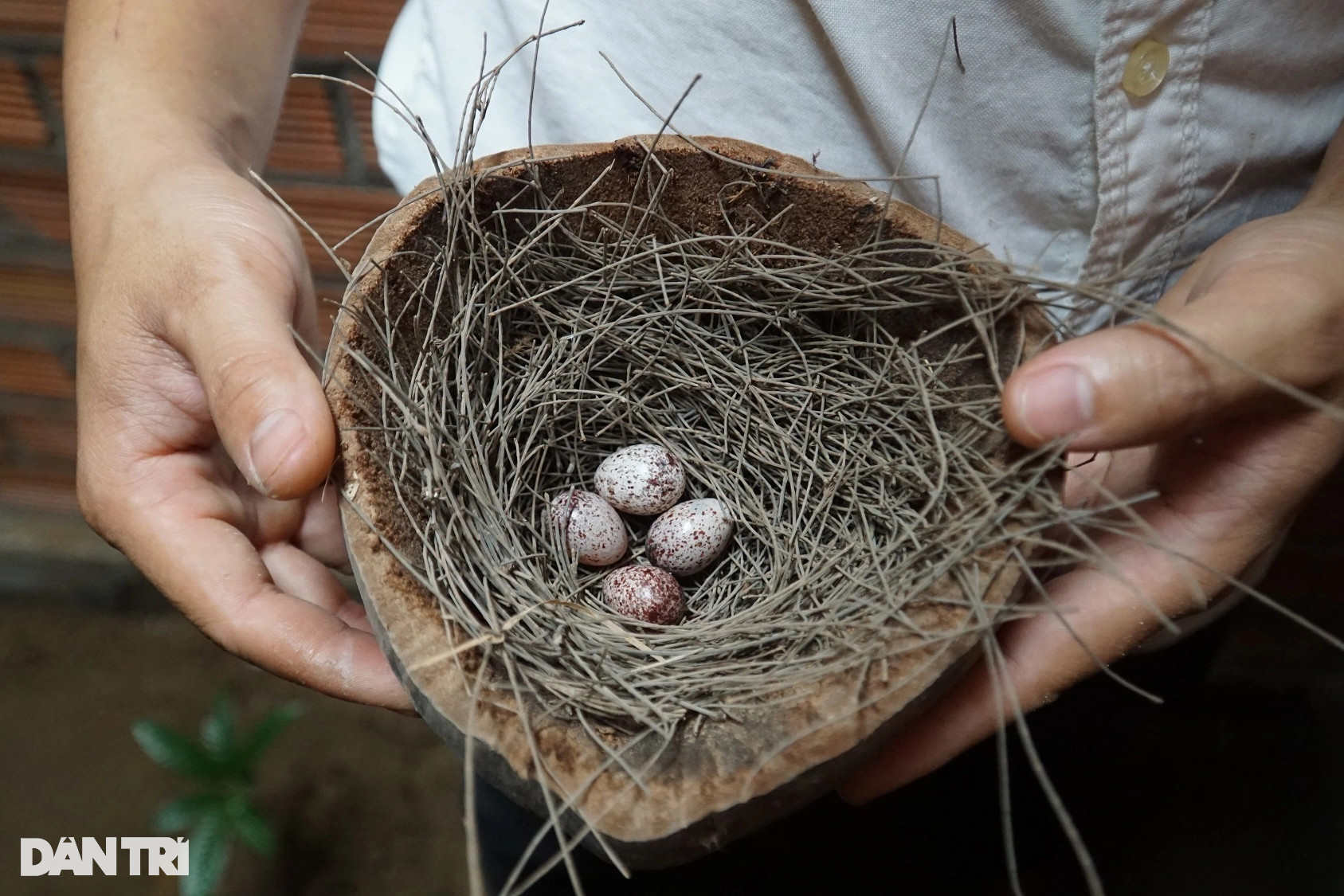 Nuôi chim đột biến giá đến cả trăm triệu đồng/con, mỗi năm đút túi hơn 3 tỷ - 3
