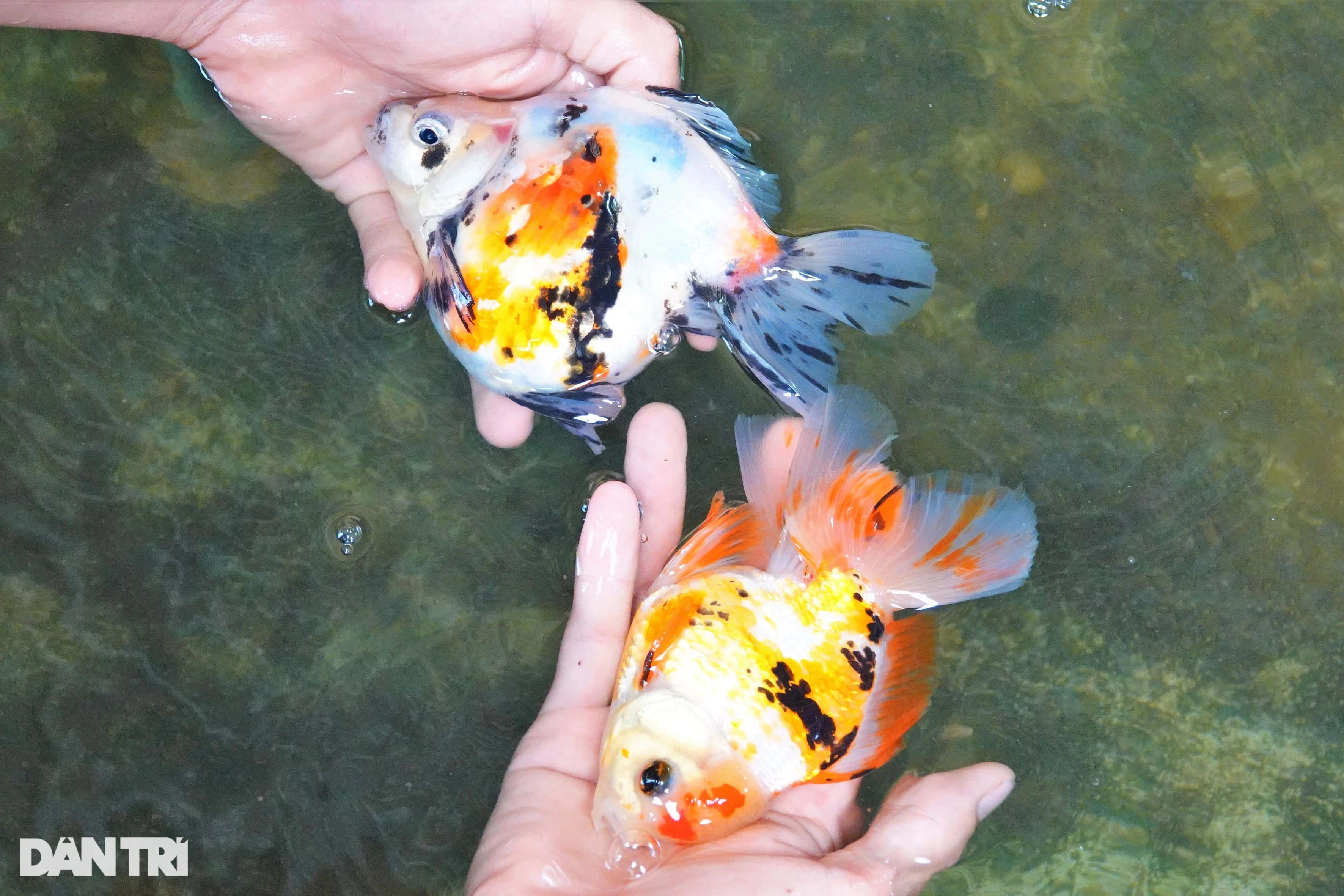 Sinh viên dừng học khởi nghiệp với loài cá bơi đẹp như vũ công, thắng đậm - 7